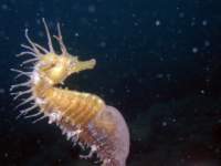 adriaseahorse1_small.jpg