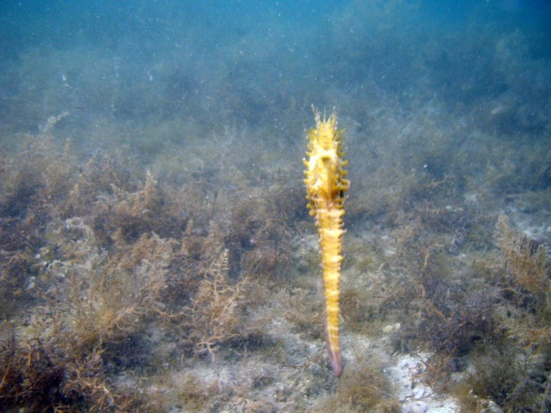 adriaseahorse2.jpg