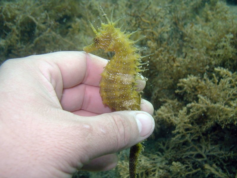 adriaseahorse3.jpg