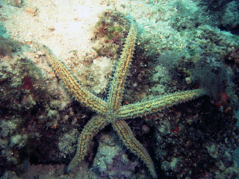 adriastarfish.jpg