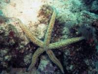 adriastarfish_small.jpg