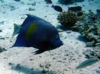 arabiananglefish2_small.jpg