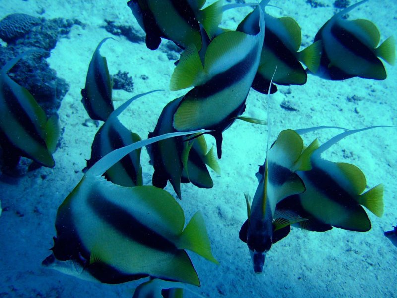 bannerfish2.jpg