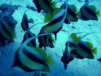 bannerfish2_small.jpg