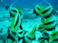 bannerfish_small.jpg