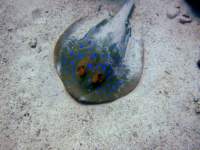 bluespottedstingray1_small.jpg