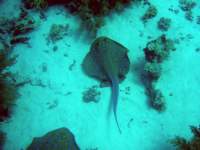 bluespottedstingray2_small.jpg