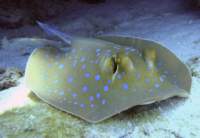 bluespottedstingray_small.jpg