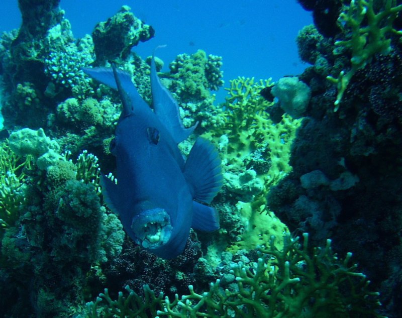 bluetriggerfish3.jpg