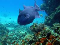 bluetriggerfish4_small.jpg