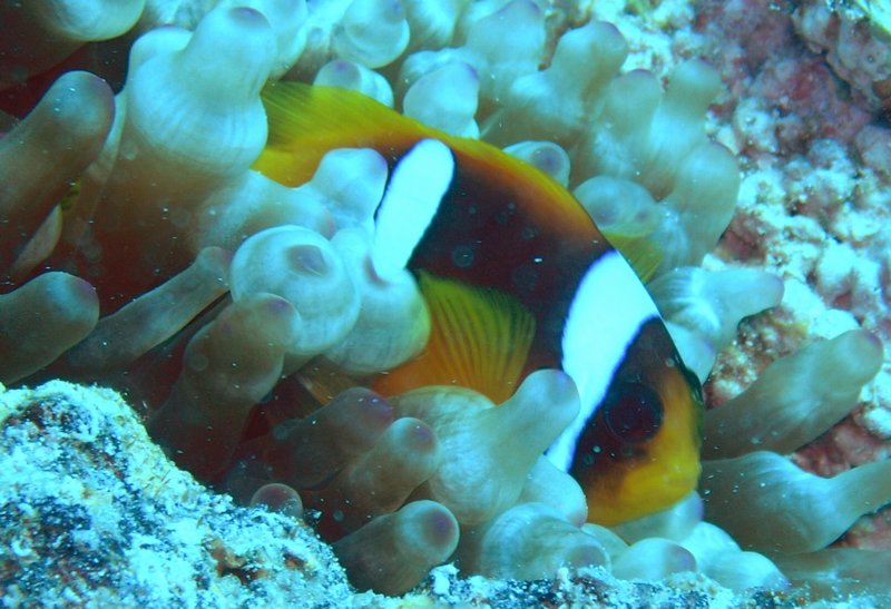 clownfish0.jpg