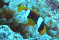 clownfish0_small.jpg