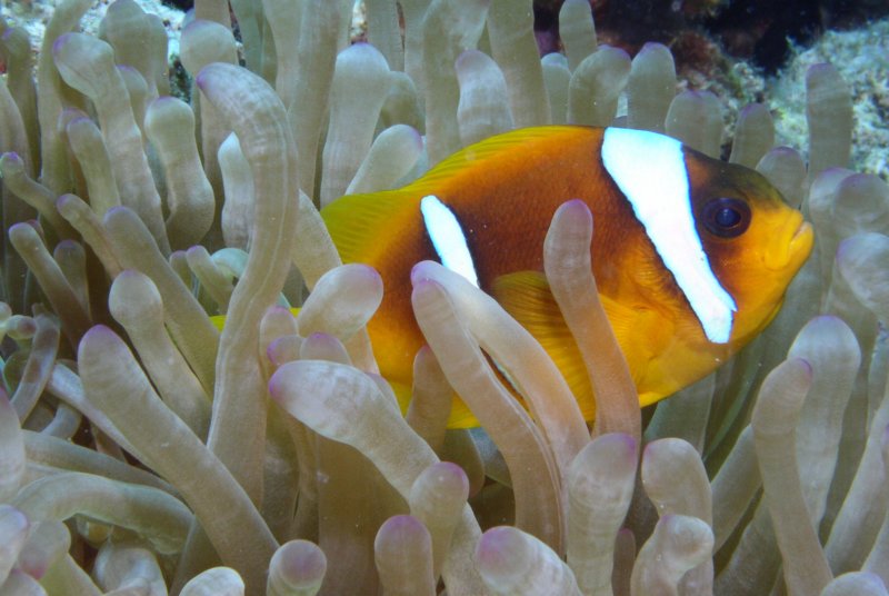 clownfish10.jpg