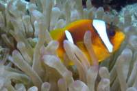 clownfish10_small.jpg