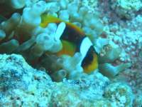 clownfish3_small.jpg