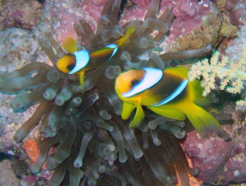 clownfishes1.jpg