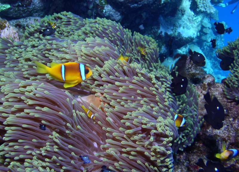 clownfishes11.jpg