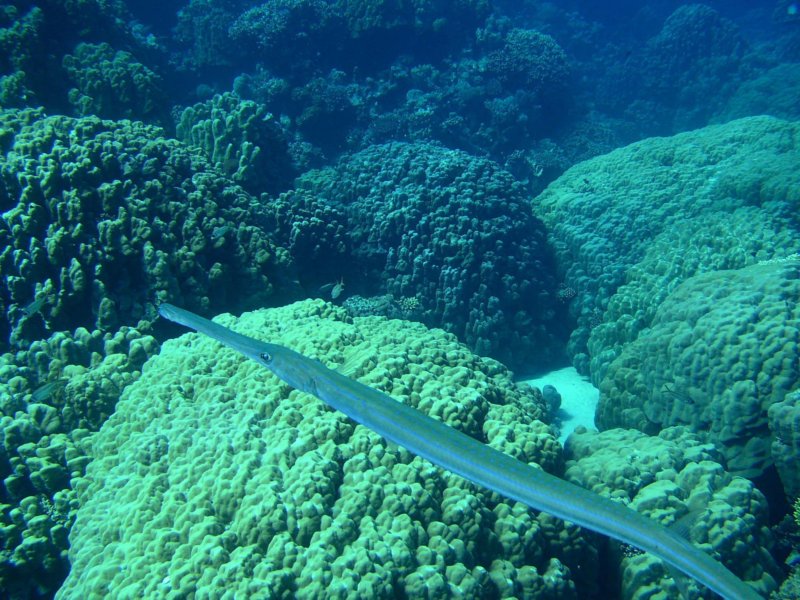 cornetfish1.jpg