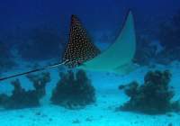 eagleray4_small.jpg