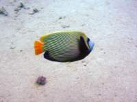 emperoranglefish3_small.jpg