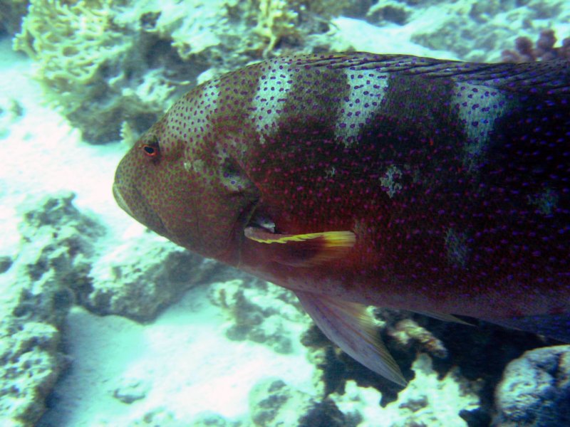 grouper6.jpg