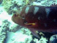 grouper6_small.jpg