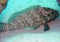 grouper9_small.jpg