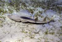 guitarfish_small.jpg