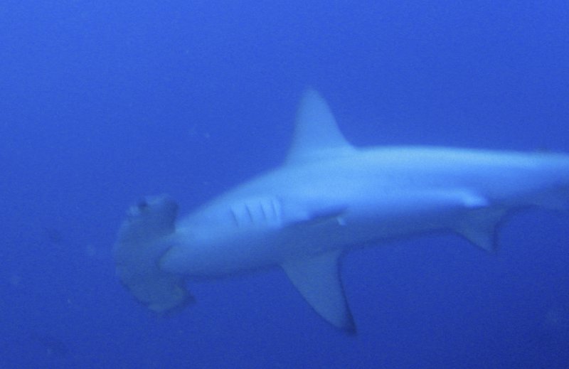 hammerheadshark1.jpg