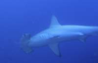 hammerheadshark1_small.jpg