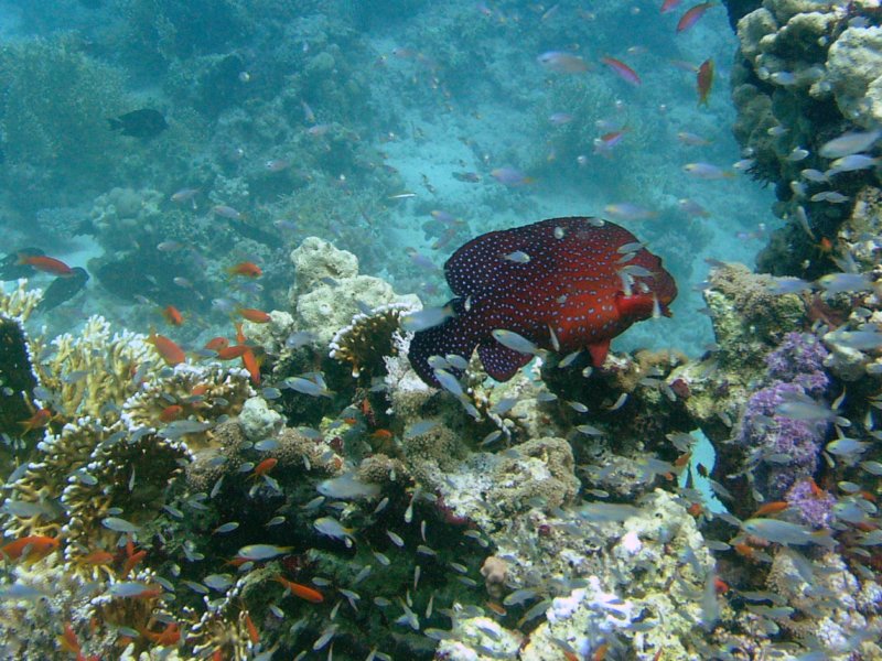 hurghada3.jpg