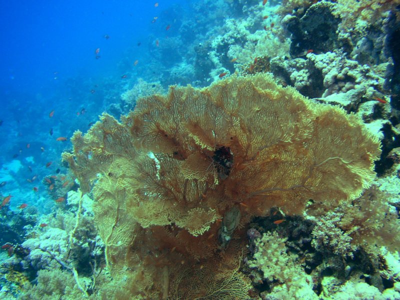 hurghada6.jpg