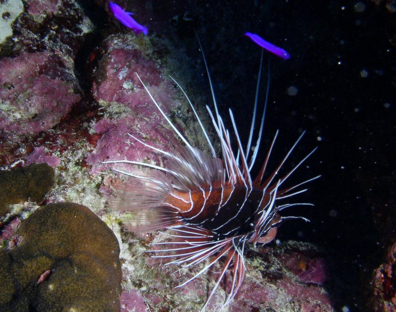 lionfish5.jpg