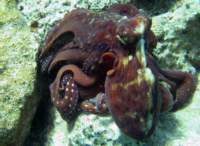 octopus3_small.jpg