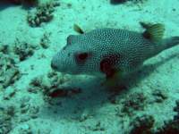 pufferfish1_small.jpg