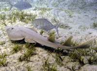 redseaguitarfish_small.jpg