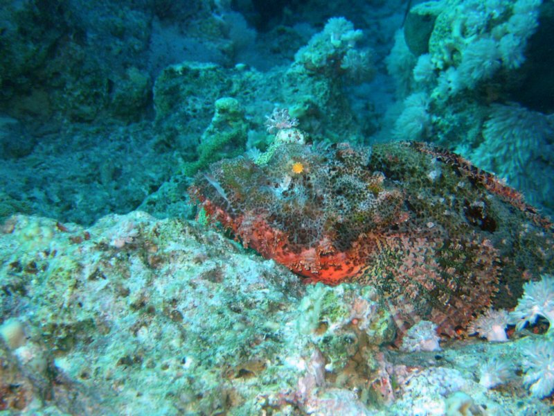 scorpionfish4.jpg