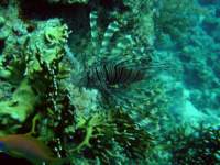 sharmlionfish1_small.jpg