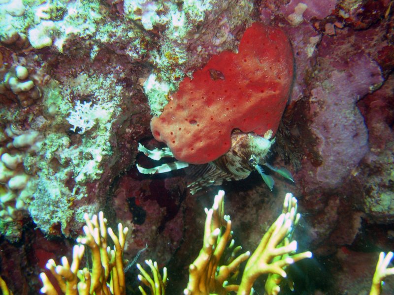 sharmlionfish2.jpg