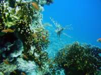 sharmlionfish3_small.jpg