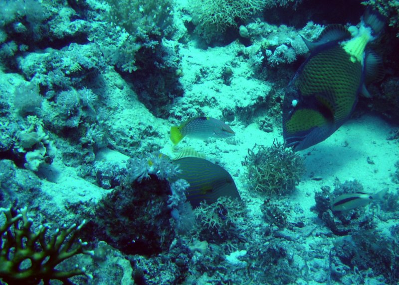 sharmtriggerfish.jpg