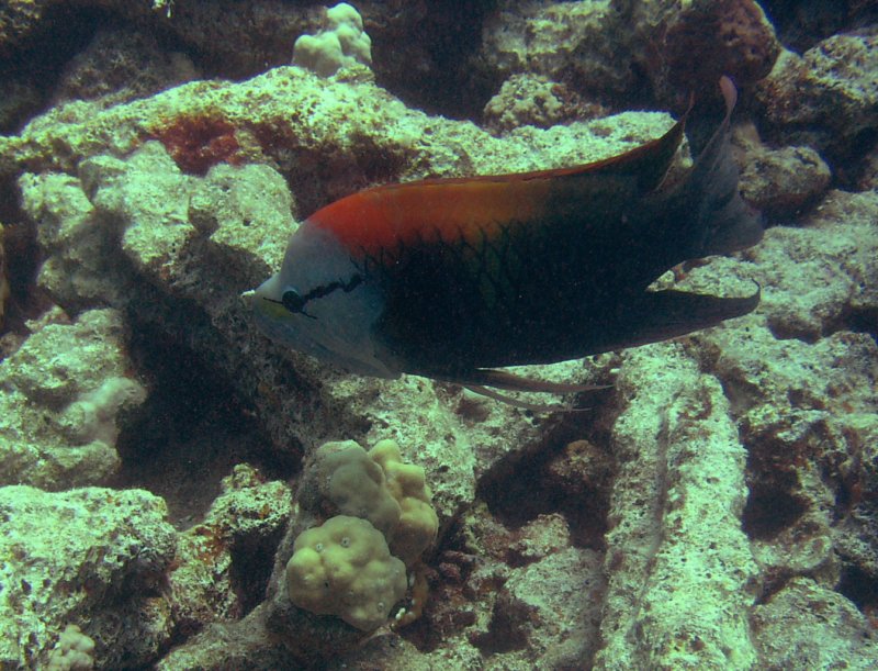 slingjawwrasse.jpg