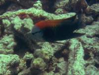 slingjawwrasse_small.jpg