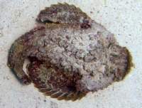 stonefish2_small.jpg