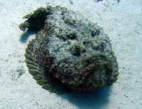 stonefish_small.jpg