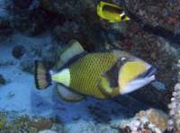 triggerfish2_small.jpg