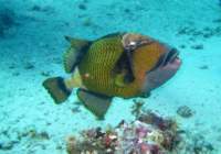 triggerfish_small.jpg