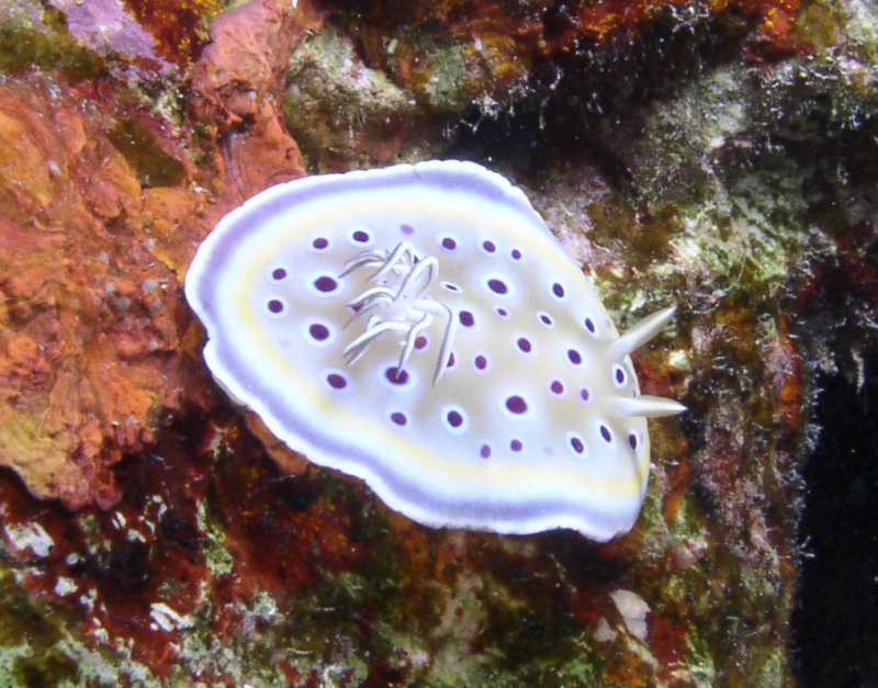 twinchromodoris1.jpg