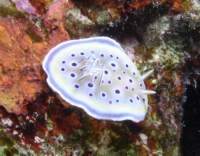 twinchromodoris1_small.jpg