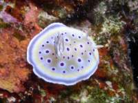 twinchromodoris2_small.jpg